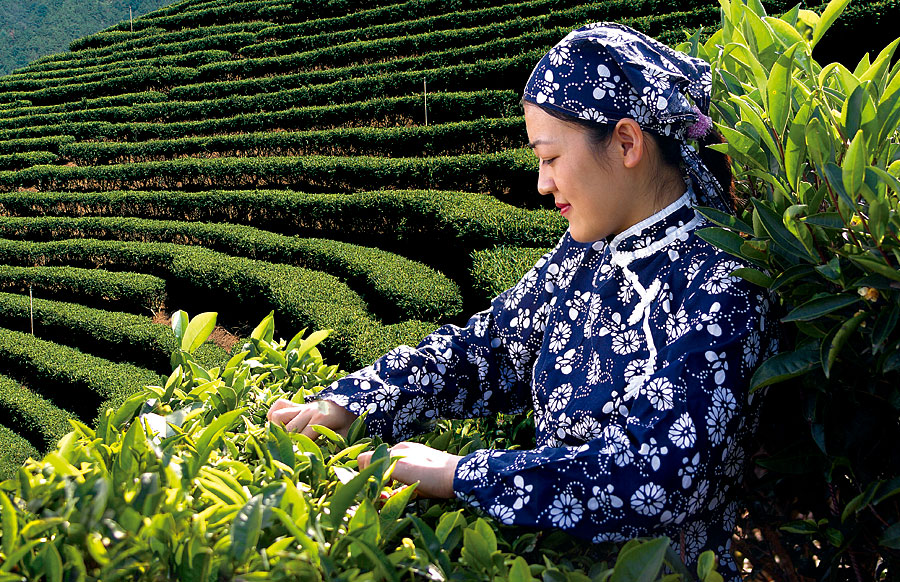 黑眼睛廣告為靈光寺景區拍攝的茶田采茶姑娘