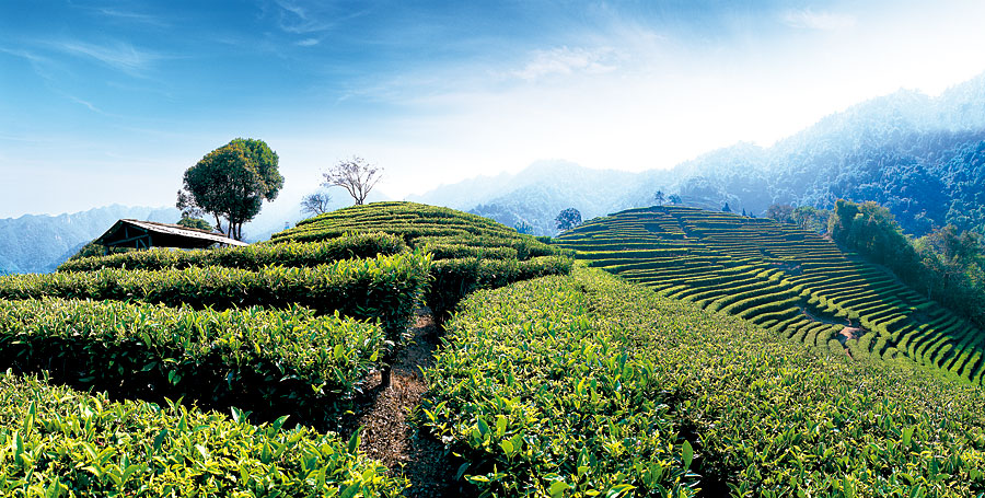 黑眼睛廣告為靈光寺景區拍攝的千畝茶田